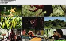 高清翡翠台 台灣食堂 Ch02~03 2015-01-25